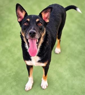 Braxton, Mixed Breed, adult, available for adoption