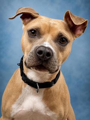 Blue, Mixed Breed, adult, available for adoption