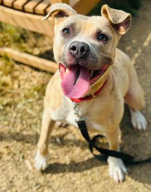 Blue, Mixed Breed, adult, available for adoption