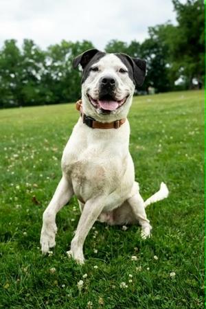 Fonz, Mixed Breed, adult, available for adoption