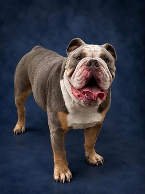 Dozer, English Bulldog Mix, adult, available for adoption