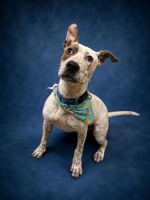 Benito, Mixed Breed, young, available for adoption