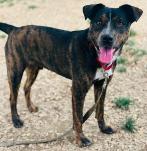 Kumar, Mixed Breed, young, available for adoption