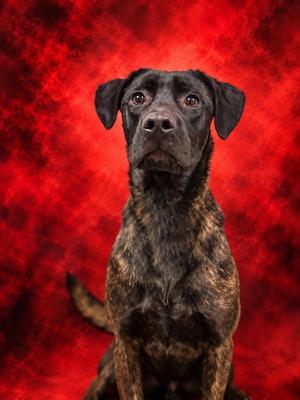 Hermione, Mixed Breed, young, available for adoption