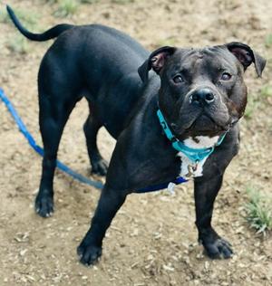Bulldozer, Mixed Breed, adult, available for adoption