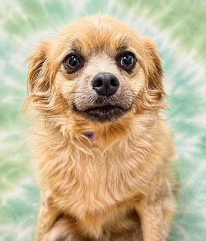 Lucky, Mixed Breed, adult, available for adoption