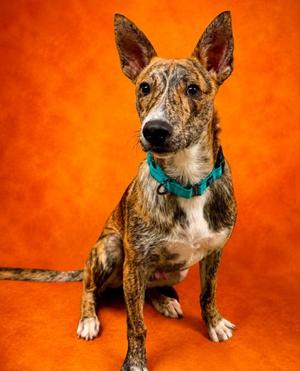 Hudson, Mixed Breed, young, available for adoption