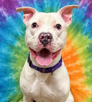 Auggie, Mixed Breed, adult, available for adoption