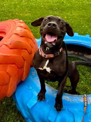 Igraine, Mixed Breed, adult, available for adoption