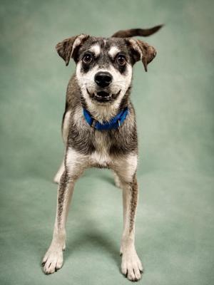 A black and white dog with a blue collar standing on a green background
