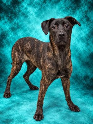 Elle Woods, Mixed Breed, young, available for adoption