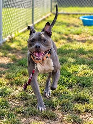 Dumbo, Mixed Breed, adult, available for adoption