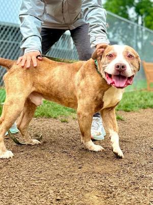 Fat Joe, Mixed Breed, senior, available for adoption