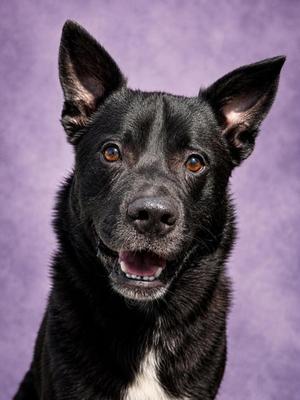 Elote, Mixed Breed, adult, available for adoption