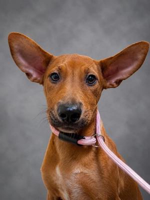 Gertie, Mixed Breed, puppy, available for adoption