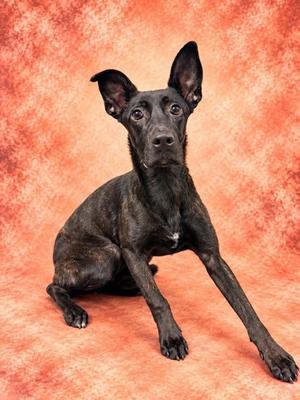 Arwen, Mixed Breed, young, available for adoption