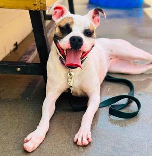 Cardi B, Mixed Breed, young, available for adoption