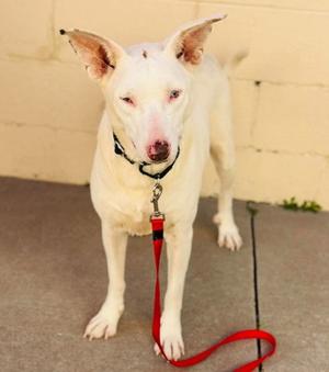 A white dog with pink eyes and ears standing on a concrete surface, wearing a black collar and red leash.