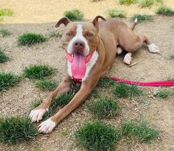 Blanco, Mixed Breed, adult, available for adoption