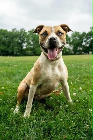 Diana, Mixed Breed, adult, available for adoption