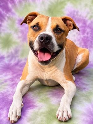 Diana, Mixed Breed, adult, available for adoption