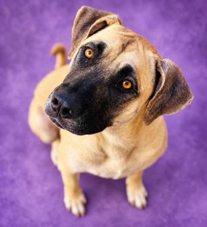 Ginni, Mixed Breed, adult, available for adoption