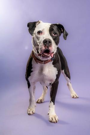 A black and white dog with a brown collar standing on a purple background.