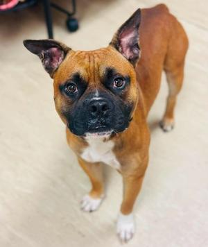 Curry, Mixed Breed, adult, available for adoption