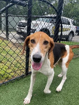 Kushala Daora, Hound Mix, available for adoption