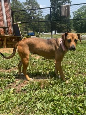 Shyanne, Mixed Breed, young, available for adoption