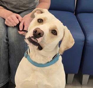 Derry, Labrador Retriever Mix, adult, available for adoption