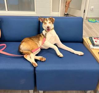 Mira, Border Collie Mix, young, available for adoption