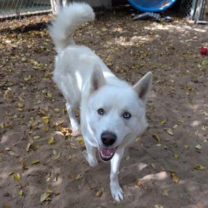 A white dog with blue eyes and a fluffy tail is standing on a dirt ground with scattered leaves. The dog is looking directly at the camera with its mouth open, showing its teeth. In the background, there is a blue object and a fence.