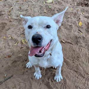 A white dog with perked ears and a pink tongue sticking out, sitting on a sandy surface.