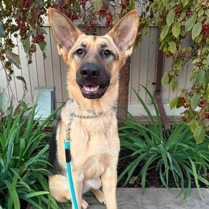 Josie, German Shepherd Dog, adult, available for adoption