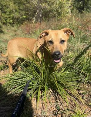 Zadie, Mixed Breed, young, available for adoption