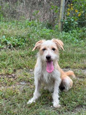 A scruffy, light-colored dog with a pink tongue sticking out, sitting on grass.
