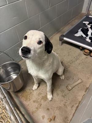 A white dog with black ears sitting on a concrete floor in a kennel, next to a metal water bowl and a bone-shaped chew toy.