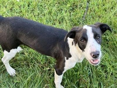 Lucky Penny, Border Collie, young, available for adoption