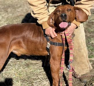 Hot Cheeto, Hound, adult, available for adoption