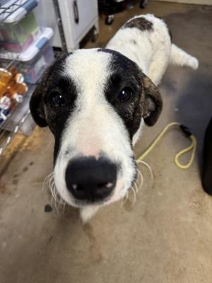Jethro, Maremma Sheepdog, young, available for adoption