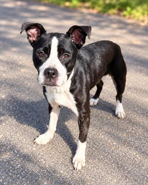 Turtle, Boston Terrier, adult, available for adoption