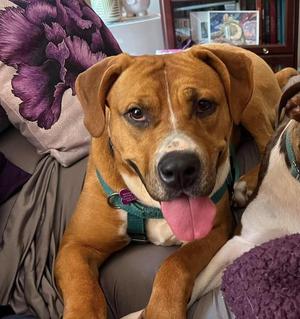 Fairy Dust, Mixed Breed, adult, available for adoption