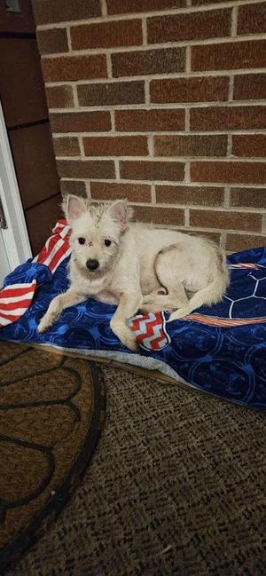 Jeffrey, West Highland White Terrier / Westie, adult, available for adoption