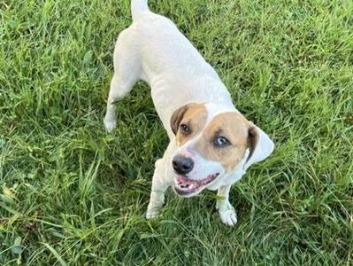 Buttermilk Biscuit, Mixed Breed, young, available for adoption