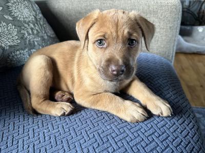 Mo, Mixed Breed, puppy, available for adoption