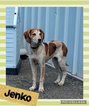 A brown and white dog named Jenko standing on a gravel surface in front of a blue building.