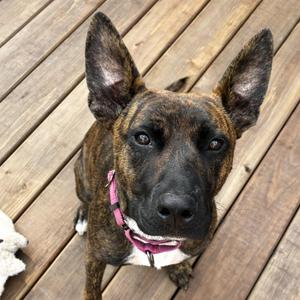 Taquita, Mixed Breed, adult, available for adoption