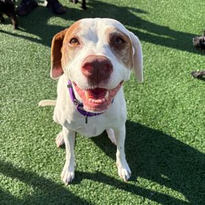 Rosie, Hound, adult, available for adoption