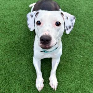 Blanca, Mixed Breed (Small), adult, available for adoption